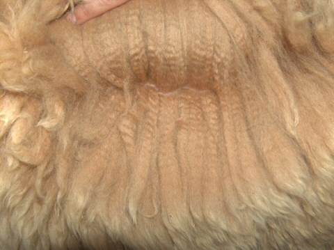 Rembrant's Delight Fleece 2009